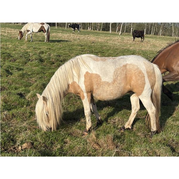 5 year old mare