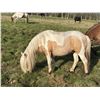 Image 1 : 5 year old mare