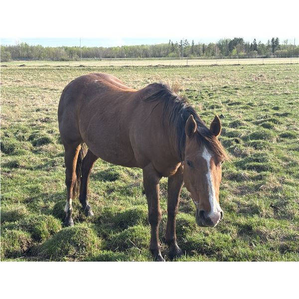 5 year old mare