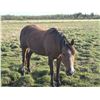 Image 1 : 5 year old mare