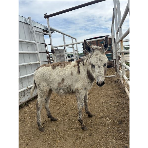 Donkey Jake