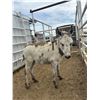 Image 1 : Donkey Jake