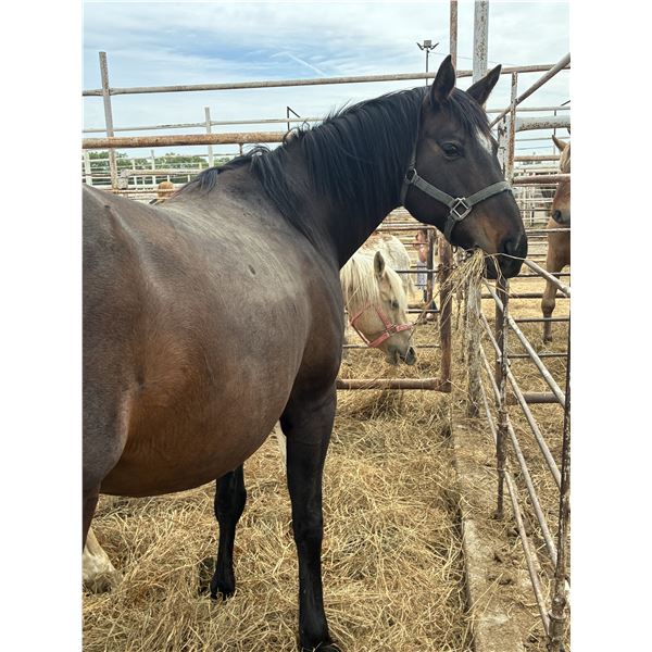 14 year old thoughbred mare