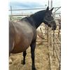 Image 1 : 14 year old thoughbred mare