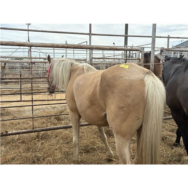 7 year old mare