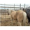 Image 1 : 7 year old mare