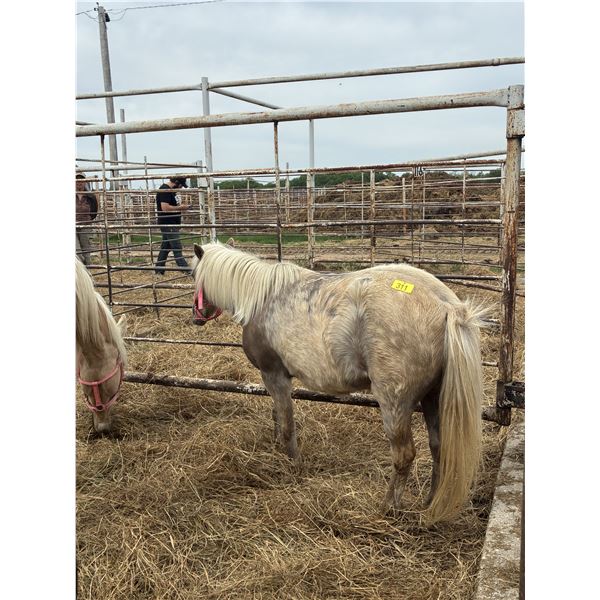 7 year old Shetland pony