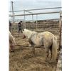 Image 1 : 7 year old Shetland pony