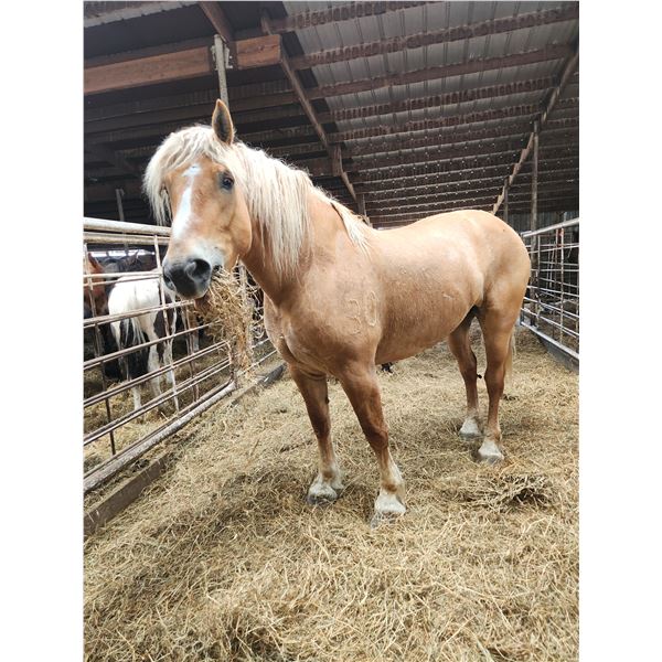 6 year old mare