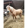 Image 1 : 6 year old mare