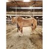 Image 2 : 6 year old mare
