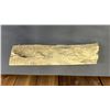 Image 2 : LARGE PIECE OF ANIMAL BONE