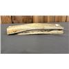 Image 3 : LARGE PIECE OF ANIMAL BONE