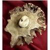 Image 2 : A DIVISION ONE CARVED ANTLER BUTTON