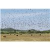 Image 2 : High Volume Dove Hunt-- Argentina or Uruaguay