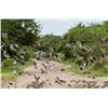 Image 3 : High Volume Dove Hunt-- Argentina or Uruaguay