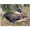Image 2 : Canadian Moose & Black Bear Hunt