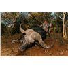 Image 3 : Namibia Cape Buffalo Hunt