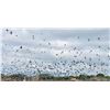 Image 3 : Argentina High Volume Dove/Pigeon Hunt with Fishing