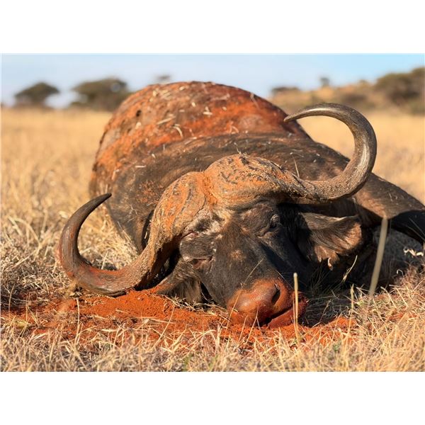 South Africa Cape Buffalo Hunt