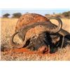 Image 1 : South Africa Cape Buffalo Hunt