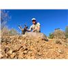Image 1 : Sonora Coues Deer Hunt for 2 Hunters