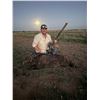 Image 2 : West Texas Rio Grande Turkey & Thermal Hog Hunt