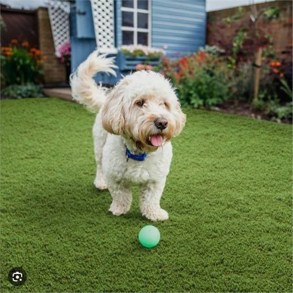 Golden Select Artificial Grass Roll, 225 cm x 267 cm, Barley Color