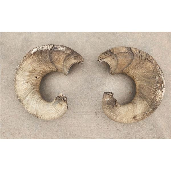 Sheep Horns