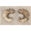 Image 1 : Sheep Horns