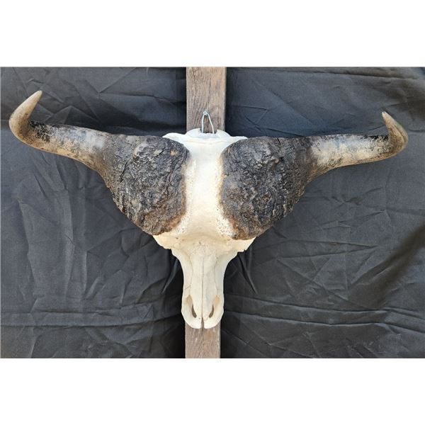 Cape Buffalo Skull