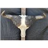 Image 1 : Cape Buffalo Skull