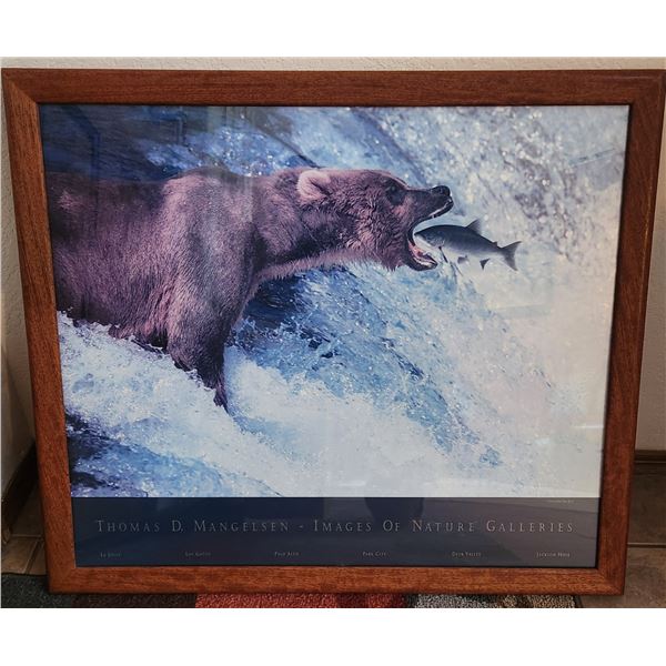 Thomas Mangelsen Bear Picture