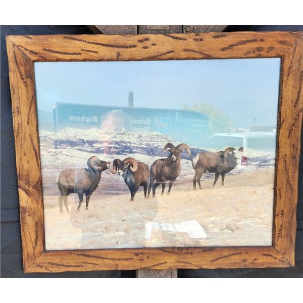 4 Rocky Mountian Rams Sheep Photo
