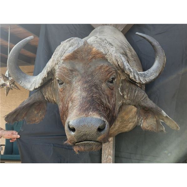 Cape Buffalo Shoulder Mount
