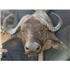 Image 1 : Cape Buffalo Shoulder Mount