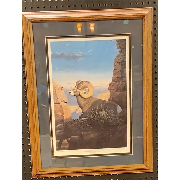 Desert Bighorn print