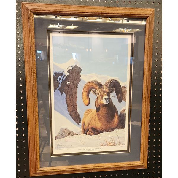 Rocky Mountain Bighorn Sheep Print