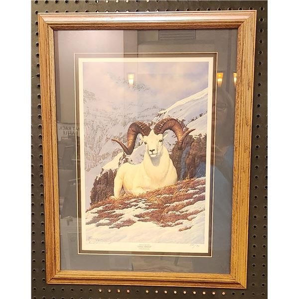 Dall Sheep Print