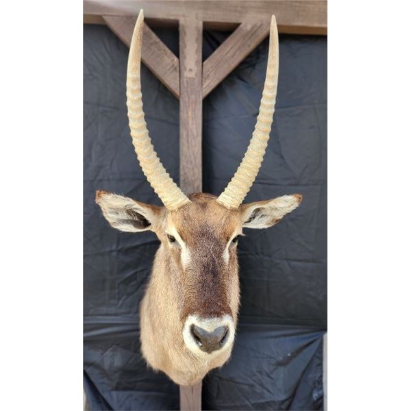 Water Buck Shoulder Mount