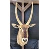 Image 1 : Water Buck Shoulder Mount