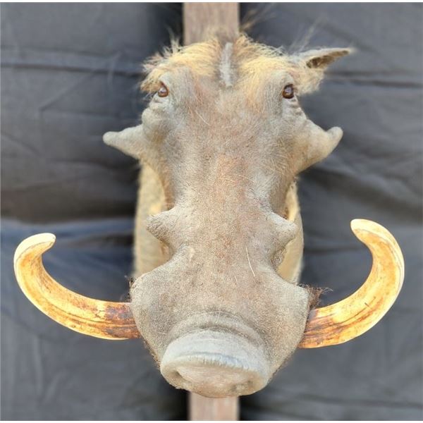 Wart Hog Shoulder Mount