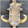 Image 1 : Wart Hog Shoulder Mount