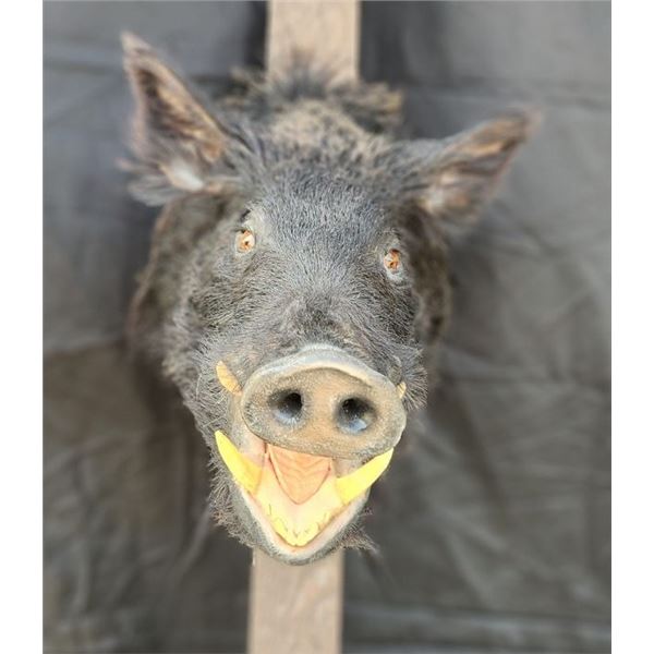 Pig Neck Mount