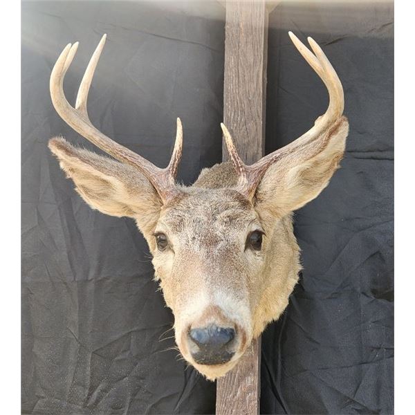 Coues Deer Shoulder Mount