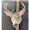 Image 1 : Coues Deer Shoulder Mount