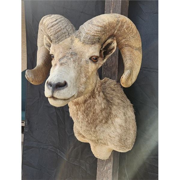 Desert Bighorn Shoulder Mount