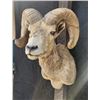 Image 1 : Desert Bighorn Shoulder Mount