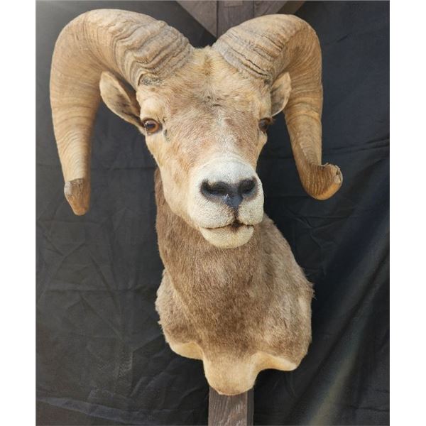 Desert Bighorn Shoulder Mount