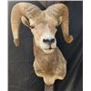 Image 1 : Desert Bighorn Shoulder Mount